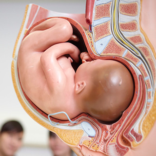 Physical model of baby in a womb.